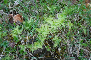Carnivorous plant Pinguicula alpina in german alps near Oberstdorf at 1100 m.