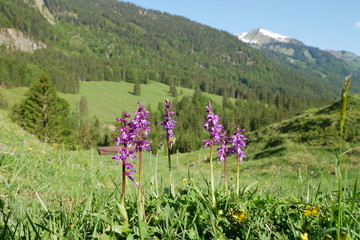 Fototapeta premium Orchids near Oberstdorf (German Alps) at 1100 m. May 2019