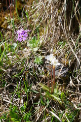 Primula farinosa wild endangered flower near Oberstdorf (German Alps) at 1100 m. critical endangered. 