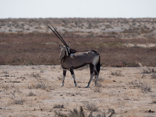 Antilope Oryx
