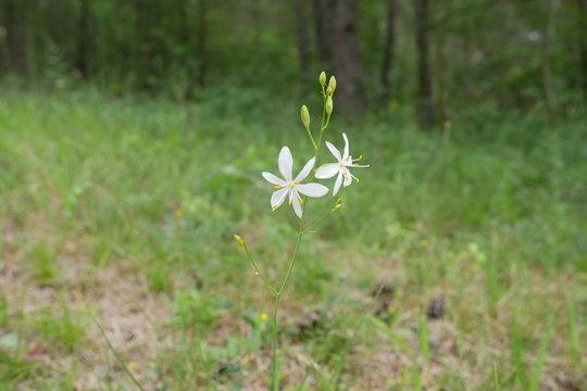 Anthericum ramosum near Leutra (Thuringia/Germany) on June 2019