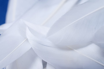 background of hard white feathers closeup