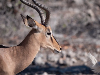 Antilope