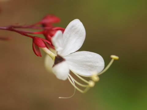 Soft focus white flower Nodding Clerodendron or Clerodendrum wallichii Merr. The Vine flower with natural blurred background.