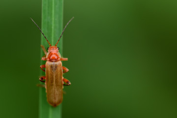 Nahaufnahme eines kleinen braunen Käfers an einem Grashalm