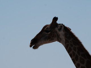 Giraffe