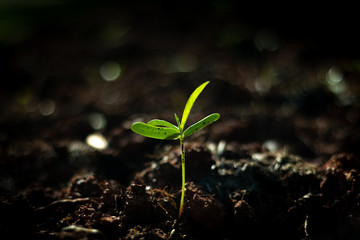 Young plant growing out from soil in the summer morning light