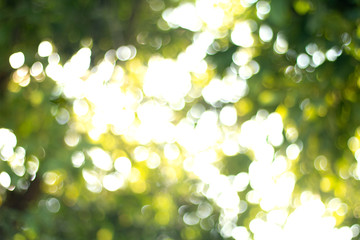 Obraz premium Natural green blurred abstract for summer background