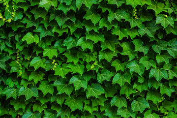 Plant on the wall. Layout of leaves. Can be used as a texture, background or wallpaper
