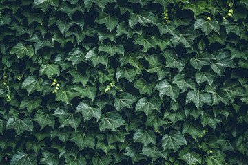 Plant on the wall. Layout of leaves. Can be used as a texture, background or wallpaper