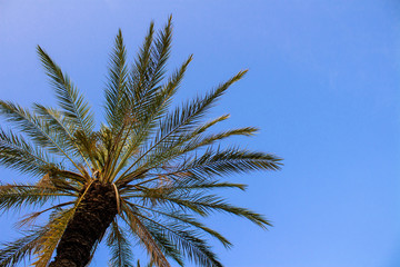 Palm tree against the blue sky. Concept tropic, vacation and travel