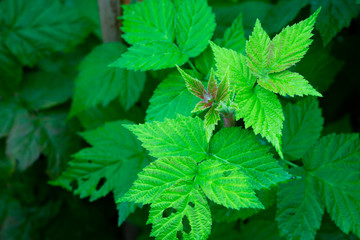 Green freshness raspberry leaves in spring season