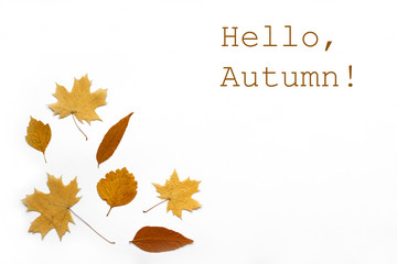 Yellow leaves flat lay