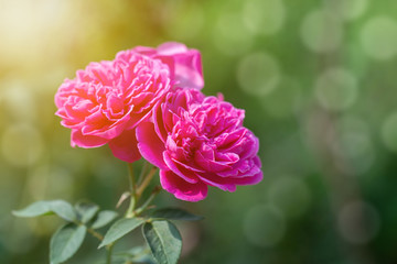 Bouquet of pink roses in green natural background