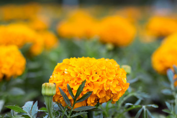 Orange marigolds in the garden. Greening parks