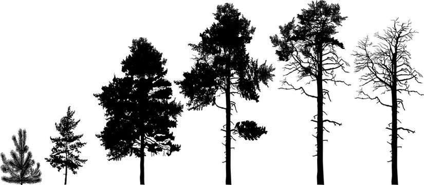 row of six pine silhouettes isolated on white