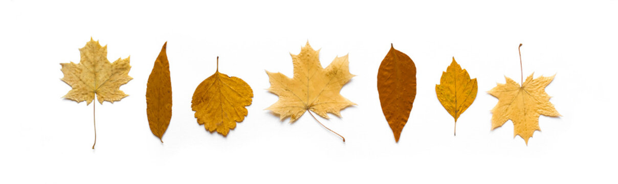 Yellow Leaves Flat Lay