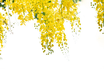 Cassia fistula flowers or golden shower flower with copy-space for nature background