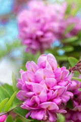 Acacia pink flowers on tree