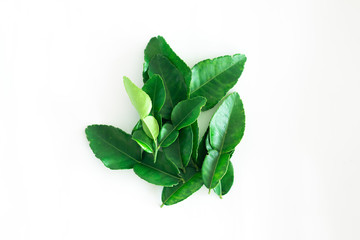 Fresh Green Kaffir Lime Leaves isolated on White Background, ingradient for Asia's food