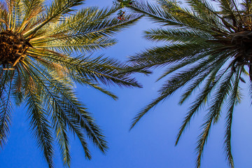 Palm trees against the blue sky. Concept tropic, vacation and travel. Bottom view