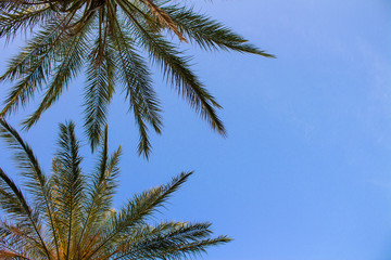 Obraz na płótnie Canvas Palm trees against the blue sky. Concept tropic, vacation and travel. Bottom view