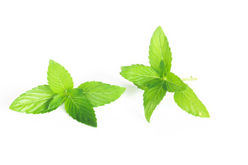 Collection set of fresh  mint leaf on white background, Isolated mint leaves