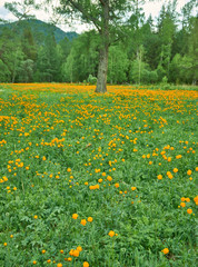 Chuysky Trakt landscape