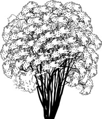 black dense tree sketch isolated on white