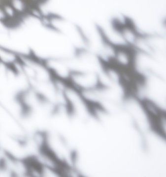 53 3 件の最適な 木漏れ日 画像 ストック写真 ベクター Adobe Stock