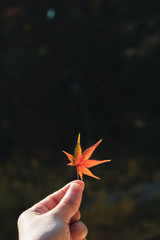 Hand holding colorful autumn maple leaf withdark background