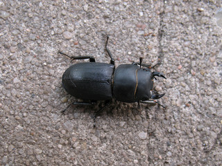 Stag beetle female