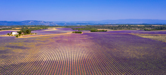 champ de lavande, Provence en France, vue aérienne
