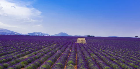Fotobehang lavendelveld, Provence in Frankrijk © M.studio