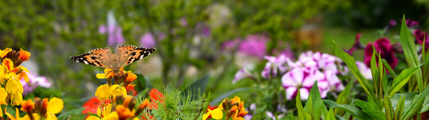 Schmetterling 585 © K.-U. Häßler