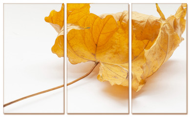 Autumn yellow leaf isolated on white background