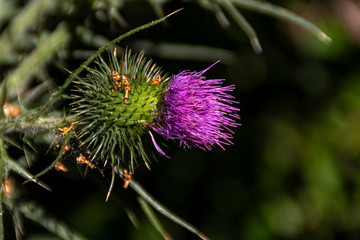 Fleur de chardon
