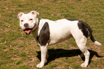White Staffordshire bull terrier in a park
