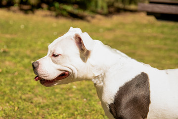 White Staffordshire bull terrier in a park