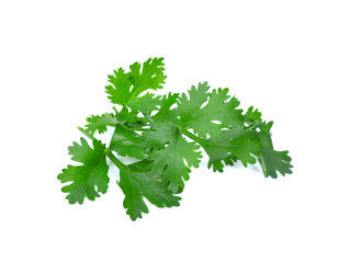 Cutout of fresh Coriander (Coriandrum sativum) leaves on white background