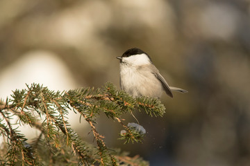 Willow tit (Poecile montanus) on a branch