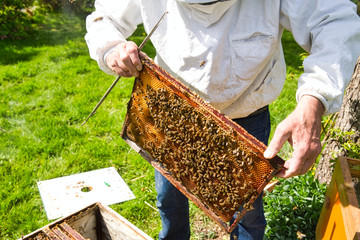 Beekeeper hands holding a honeycomb full of bees in protective workwear inspecting honeycomb frame at apiary