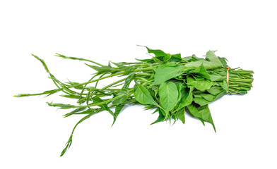 Gumnema inodorum Drug treatment for diabetes on white background