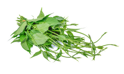 Gumnema inodorum Drug treatment for diabetes on white background