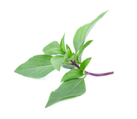 Sweet basil leaves isolated on white background