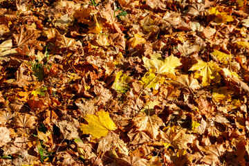 Background of the autumn maple leaves