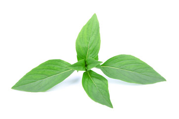 Sweet basil leaves isolated on white background
