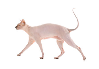 Funny Sphynx cat on white background
