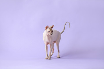 Funny Sphynx cat on color background
