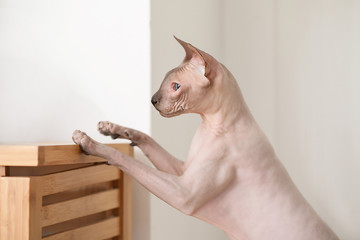 Funny Sphynx cat at home
